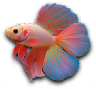 Lakehouse LE fish