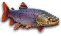 Lakehouse LEG fish