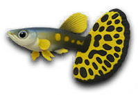 Lakehouse SR fish