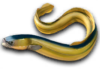 Lakehouse LE fish
